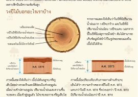วงปีไม้บอกอะไรกับเรา? พารามิเตอร์รูปภาพ 1